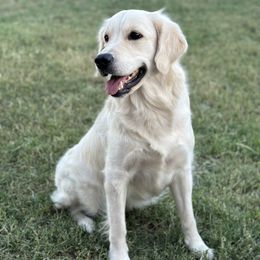 Ozzy - Golden Retriever