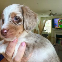 Adrian - Dapple male Dachshund puppy in Menifee, California from Dachshunds in SoCal