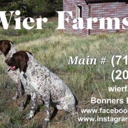Girl 303125F07R - Liver and white female German Shorthaired Pointer puppy in Moyie Springs, Idaho from Wier Farms GSP