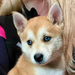 Pomsky and Siberian Husky Puppies from Blacktail Mountain Pomskies