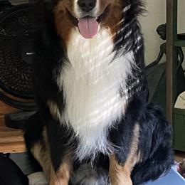 Australian Shepherd All Grown Up from Muckalee Lane Aussies