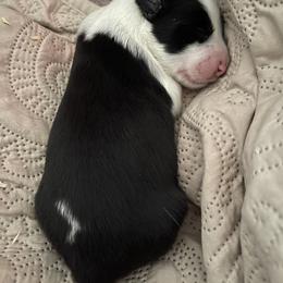 Sporty Mix Puppies from Seay's Sporty Mixes