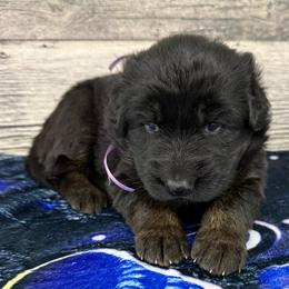 Light purple female - Black and red female German Shepherd puppy in Herrick, South Dakota from Dakota Shepherds Kennels