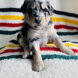 Aussiedoodle and Australian Shepherd Puppies from Homestead Aussies & Doodles
