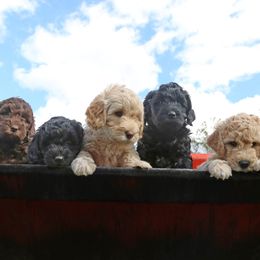 Labradoodle Puppies from Daiger Doodles