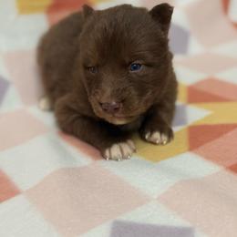 Fenneko - Red and white female Siberian Husky puppy in London, Ohio from Rose Trail Siberian’s