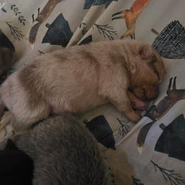 Ruffles - Lavender female Pomeranian puppy in Tyner, Kentucky from Tanner's Majestix Kennels
