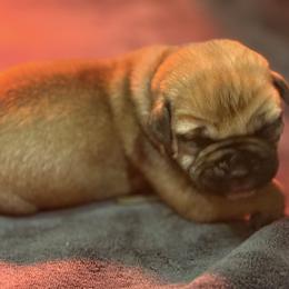 Noble (grey) - Fawn female Boerboel puppy in Delta, Colorado from SATA Kennels