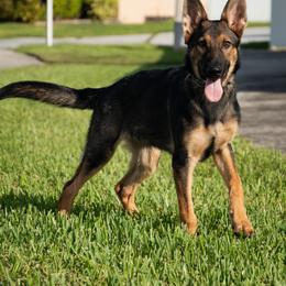 Boy 1 - Sable male German Shepherd puppy in Tamiami, Florida from Vom MontHaus