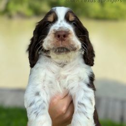 English Springer Spaniel Puppies from South Texas Springers