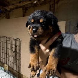 Charlie Brown Von knight enterprise - Black and mahogany male Rottweiler puppy in Corydon, Indiana from Rottweiler von knight enterprise