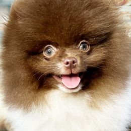 AKC Ivan - Chocolate parti male Pomeranian puppy in Oklahoma City, Oklahoma from Belle House Pomeranians