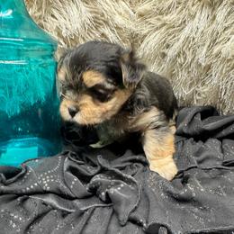 Mason - Black & tan tri-color male Morkie puppy in Taylorsville, North Carolina from Mountain Top Hot Tailz