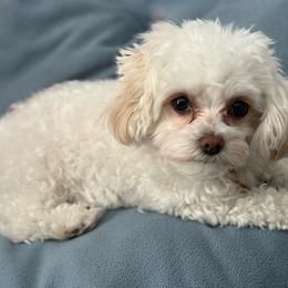 Roo - Maltipoo