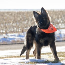 German Shepherd Puppies from Journey's German Shepherds (Kennel Vom Himmel)