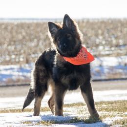 German Shepherd Puppies from Journey's German Shepherds (Kennel Vom Himmel)