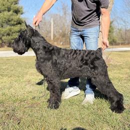 Tila - Giant Schnauzer