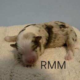 Remmy - Red merle male Miniature Australian Shepherd puppy in Crowell, Texas from Ardent Aussie Acres