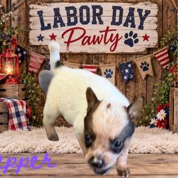 Pepper - Red speckled female Australian Cattle Dog puppy in Oronogo, Missouri from Dutton's Show Me Farms