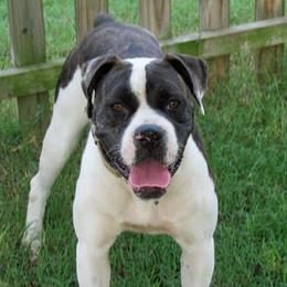 American Bulldog All Grown Up from King Ranch Kennels