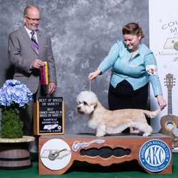 Britches - Dandie Dinmont Terrier
