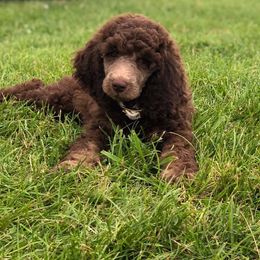 Poodle Puppies from Kings River Poodles and Doodles