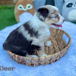 "Raya" Australian Shepherd and Miniature Australian Shepherd Puppies from Integrity Aussies Tx