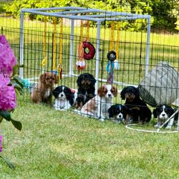 Cavalier King Charles Spaniel puppies from The Cavi Pack