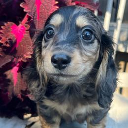 Moxie boy one - Dapple male Dachshund puppy in Payette, Idaho from NT Mini Doxies