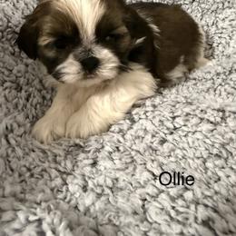 Ollie - Black gold and white male Shih Tzu puppy in Jasper, Indiana from Jacob’s Spoiled Shih Tzu