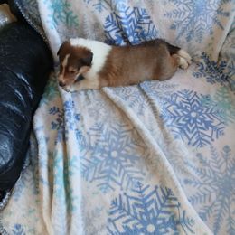 Ruby - Sable and white female Collie puppy in St Stephens, Wyoming from Desert Kennels