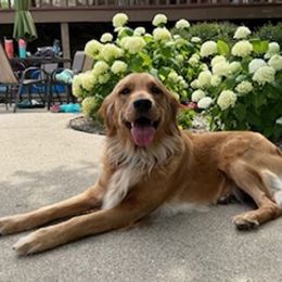 Goldendoodles from Mayes Puppies