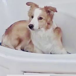 Peaches - Border Collie