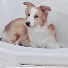 Peaches - Border Collie
