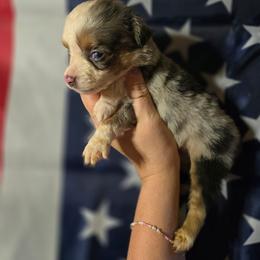 Medusa - Blue merle male Miniature Australian Shepherd puppy in Arlington, Texas from CopperHead Aussies