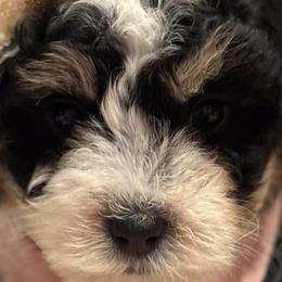 Bernedoodles, Cavapoos, Poodles, and Soft Coated Wheaten Terriers from Island Poodles & Wheatens