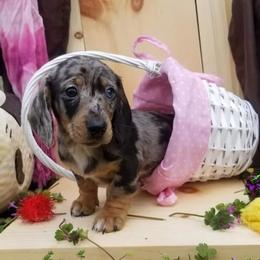Dachshunds from Ming's Mongols