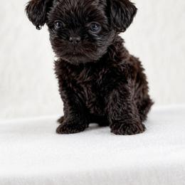 Honeybon - Chocolate male Shih Tzu puppy in Hialeah, Florida from Jolie glz