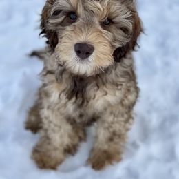 Australian Labradoodle Puppies from Grand Peaks Labradoodles