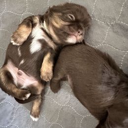 Eugene (Green Collar) - Liver male Shih Tzu puppy in Kettering, Ohio from LaDawn’s Little Lions