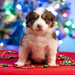 Fontina - Red tri-color female Miniature American Shepherd puppy in Groesbeck, Texas from Empire Miniature American Shepherds