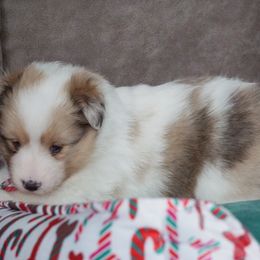 Diamond-CHW sable merle - Sable merle and white female Shetland Sheepdog puppy in Frazeysburg, Ohio from Mountain High Kennels