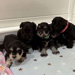 Boy 1 - male Miniature Schnauzer puppy in Cumming, Georgia from Bella Pups LLC