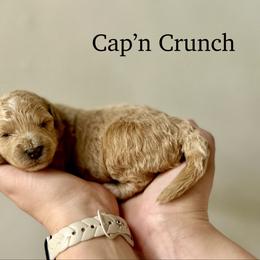 Cap'n Crunch - Apricot male Goldendoodle puppy in Taylorsville, North Carolina from Heartfelt Doodles