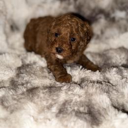 Jade - Red  female Poodle puppy in Allentown, Pennsylvania from Poodles Are Mixy