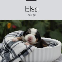 Elsa: Pink Girl - Black, white and red female Greater Swiss Mountain Dog puppy in Rexburg, Idaho from Silver String Swissies