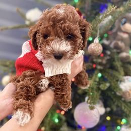 French Bulldog and Goldendoodle Puppies from Haus of Pawz