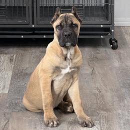 Female 3 - Fawn female Cane Corso puppy in Cashion, Oklahoma from APEXOK Cane Corsos LLC