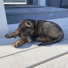 German Shepherd Puppies from Montana Made K9