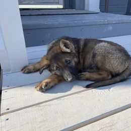 German Shepherd Puppies from Montana Made K9